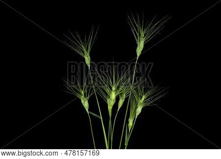Aegilops Geniculata, Goatgrasses Grass Plant Isolated On Black Background