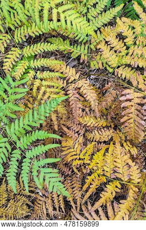 Phegopteris Connectilis Green And Yellow In The Forest Close-up.
