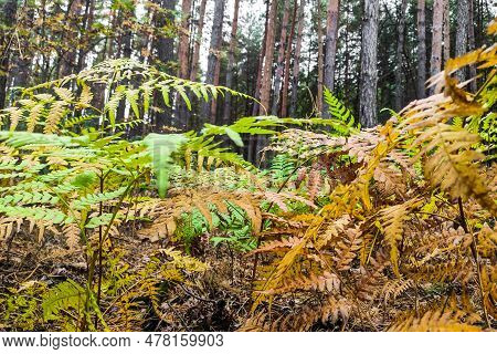 Phegopteris Connectilis Green And Yellow In The Forest Close-up.
