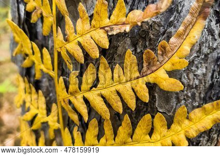 Phegopteris Connectilis Green And Yellow In The Forest Close-up.