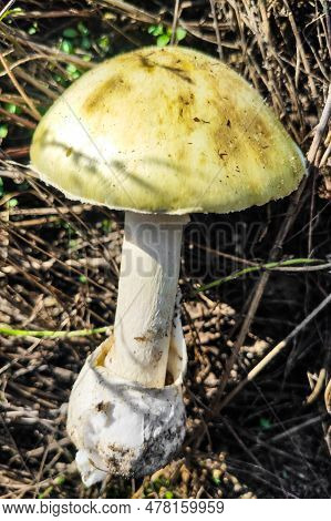 The Most Poisonous Mushroom Amanita Phalloides In The Forest Close-up.