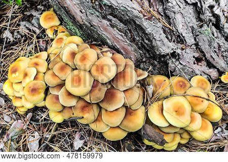 Mushroom Hypholoma Fasciculare In The Forest Close-up.