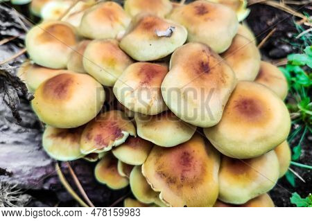 Mushroom Hypholoma Fasciculare In The Forest Close-up.