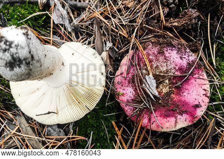 Mushroom Russula Lamellar Hymenophore In The Forest Close-up.