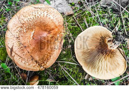 Paxillus Involutus Mushroom In The Forest Close-up.