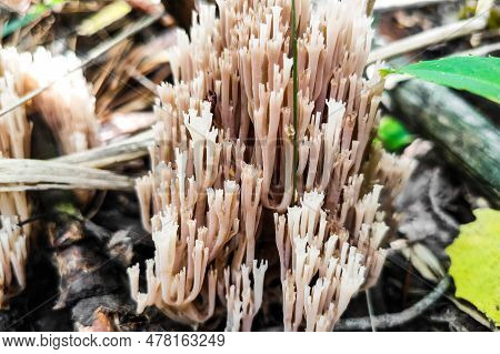Artomyces Pyxidatus Mushroom In The Forest Close-up.