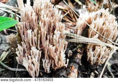 Artomyces Pyxidatus Mushroom In The Forest Close-up.