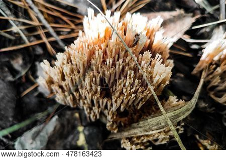 Artomyces Pyxidatus Mushroom In The Forest Close-up.