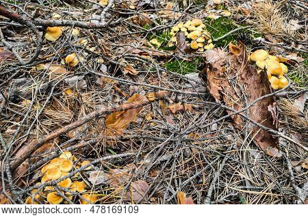 Mushroom Hypholoma Fasciculare In The Forest Close-up.