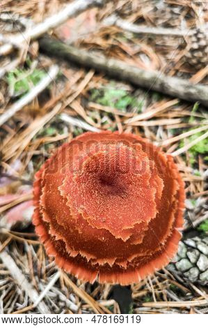 Mushroom With A Brown Cap Lactarius Close-up.