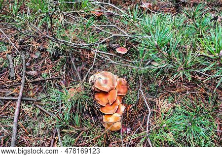 Mushroom Tricholoma Imbricatum Close-up In Autumn Forest