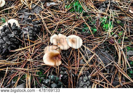 Mushroom Paralepista Flaccida Close-up In Autumn Forest