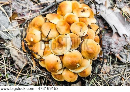 Mushroom Hypholoma Fasciculare In The Forest Close-up.