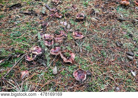 Mushroom Tricholoma Imbricatum Close-up In Autumn Forest