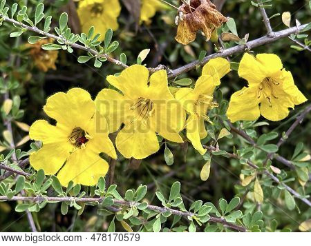 Beautiful Yellow Flowers Rigozum Ovoid Spiny Shrub (rhigozum Obovatum)