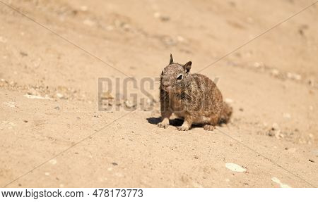 Fluffy Ground-squirrel Rodent Animal Sitting On Rocky Soil