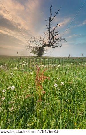 Old Trees In The Morning In Rogalin. Landscape Of Rogalin Park. Poland.
