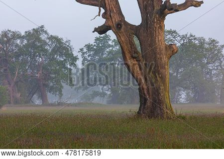 Old Trees In The Morning In Rogalin. Landscape Of Rogalin Park. Poland.