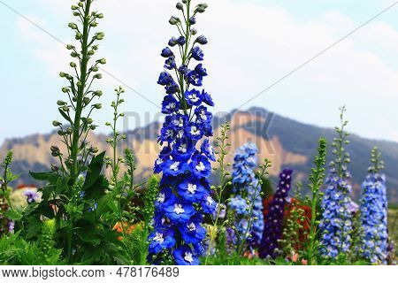 Delphinium Or Candle Delphinium Or English Larkspur Or Tall Larkspur Flowers With Sky And Mountain B