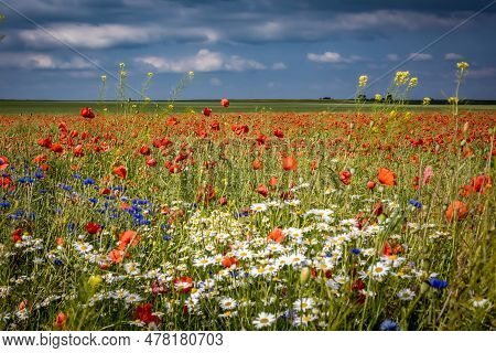 Red Poppy, Camomile And Centaurea Flowers Blooming In The Field. Summer Day, Blue Sky.