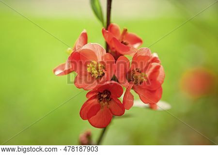 Spring Japonica Flower. Spring Japonica Flower. Spring Japonica Flower Blooming On Branch