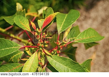 Plant Nectaries With Leaves. Plant Nectaries In Nature. Plant Nectaries Outdoor.