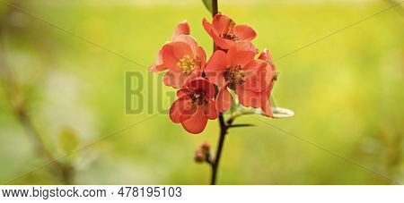 Image Of Spring Japonica Flower Bloom. Spring Japonica Flower. Spring Japonica Flower.