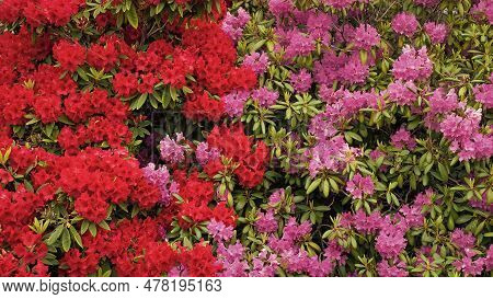 Azalea Flower Background. Azalea Flower Outdoor. Bright Azalea Flower. Photo Of Azalea Flower
