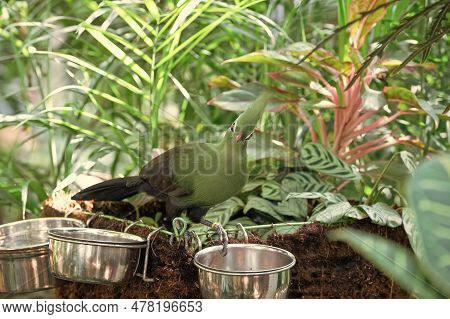 Exotic Tauraco Bird With Green Feather Eating. Exotic Tauraco Bird Outdoor.