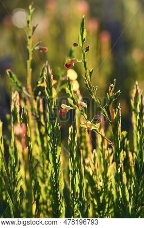 Backlit Australian Native Pea Plant. Flowers Of Bossiaea Heterophylla, Family Fabaceae, Growing In S
