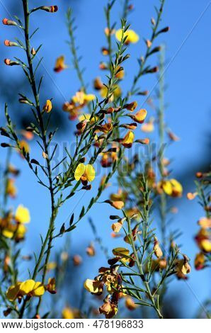 Yellow And Red Flowers Of The Australian Native Pea Bossiaea Heterophylla, Family Fabaceae, Growing 