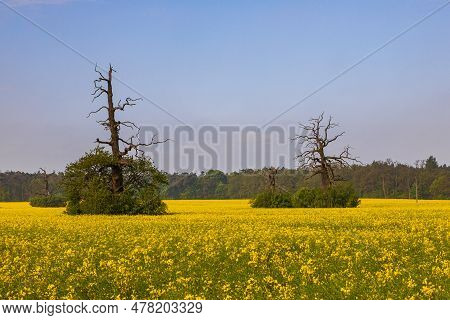 Old Trees In The Morning In Rogalin. Landscape Of Rogalin Park. Poland.