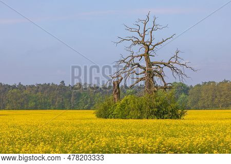Old Trees In The Morning In Rogalin. Landscape Of Rogalin Park. Poland.