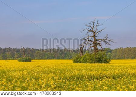Old Trees In The Morning In Rogalin. Landscape Of Rogalin Park. Poland.