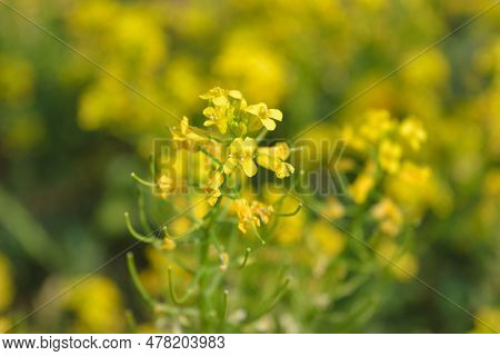 Yellow Flowering Common Colza Barbarea Vulgaris On Meadow In Springtime Close Up.