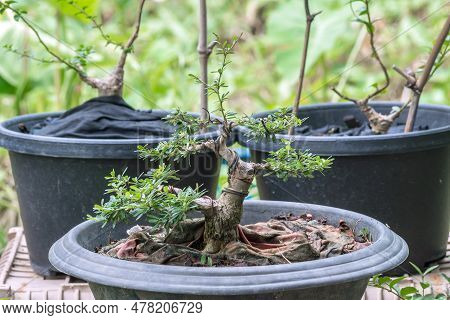 Antidesma Acidum - Linh Sam During The Bonsai Formation Process.