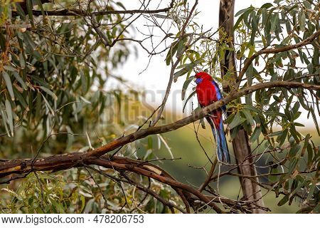 A Crimson Rosella, Platycercus Elegans, Perched In A Eucalyptus Tree On The Great Ocean Road, Austra