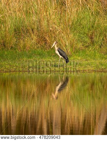 Lesser Adjutant Stork Or Leptoptilos Javanicus Large Wading Bird With Reflection In Water In Natural