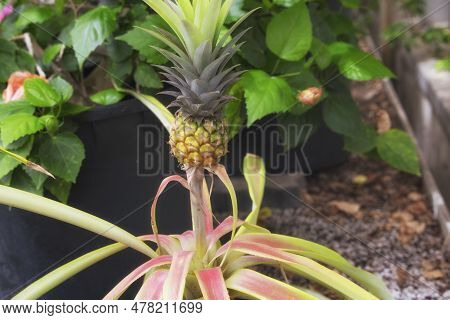 A Small Pineapple Tree Growing In A Tropical Greenhouse At The Beardsley Zoo In Bridgeport Connectic