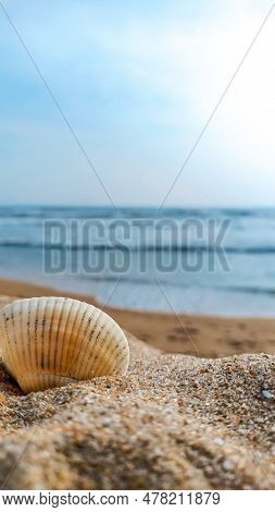 Every Singlr Sea Shell Has A Beauty