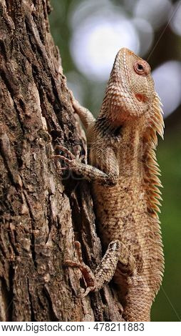 A Beautiful Lizard Climbing Into The Tree