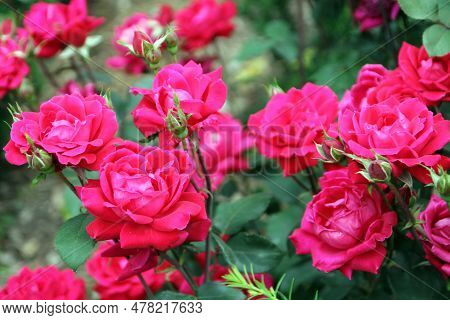 Blooming Pred Roses On The Bush In Garden