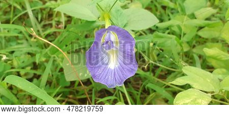 Clitoria Ternatea Or Asian Pigeonwings Is A Fabaceae Family Species Flowering Plant. It Is Also Know