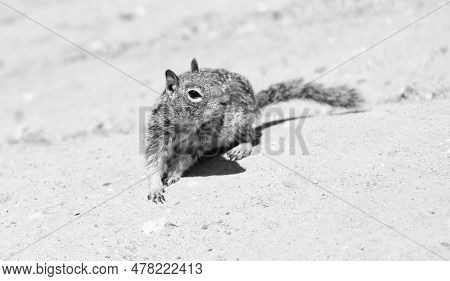 Fluffy Ground Squirrel Rodent Marmotini Animal In Natural Habitat