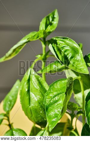 Bush Of Juicy Green Fresh Basil Close-up.
