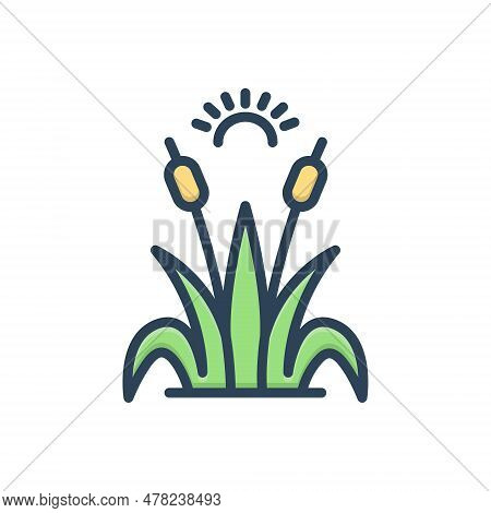 Color Illustration Icon For Reed Sugarcane Grass Nature Green Plant Cattai Bulrush Cane Botanical Ma