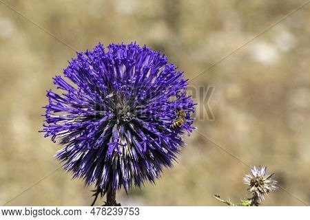 Violet Flower Of Echinops Bannaticus Blue Globe Thistle A Member Of The Sunflower Family. Selective 