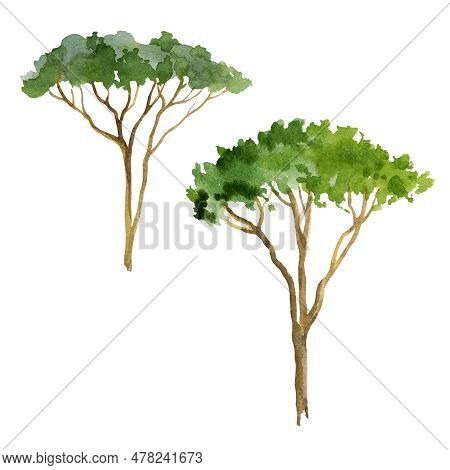 Watercolor Illustration Of Pine Tree, Hand Drawn Pine Pinya, Sketch Of Italian Tree Isolated On Whit