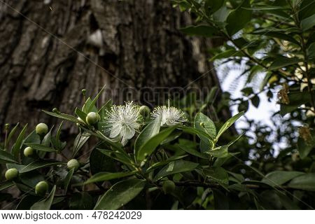 Delicate White Myrtle Flowers Close-up. Selective Focus. Myrtus Communis