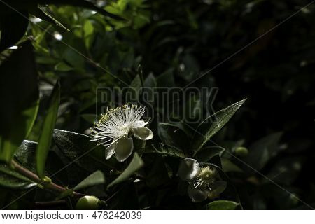 Delicate White Myrtle Flowers Close-up. Selective Focus. Myrtus Communis